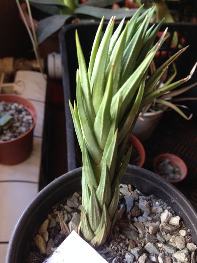 Haworthia glauca - haworthia