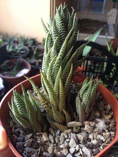 Haworthia bachata - haworthia