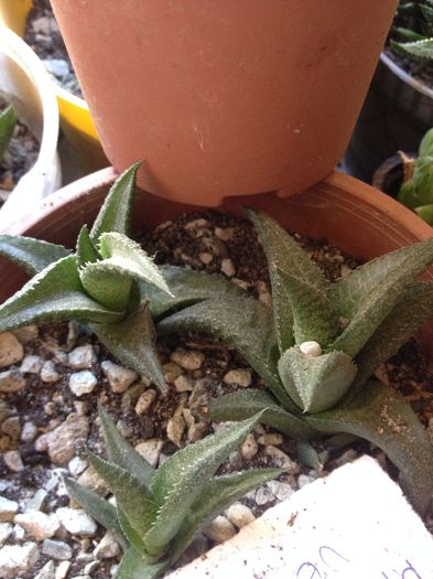 Haworthia venosa