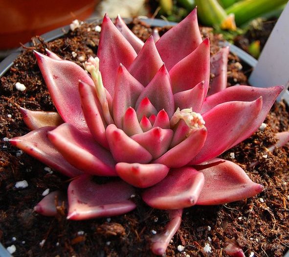 Echeveria taurus - SUCULENTE