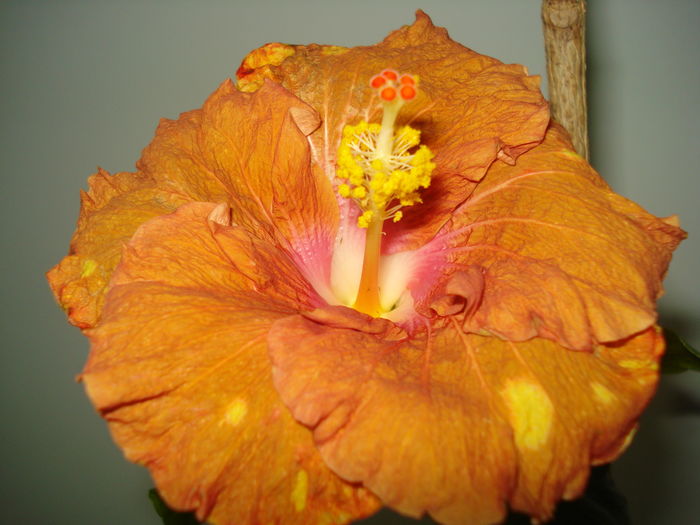 DSC04597 - HIBISCUS 2016