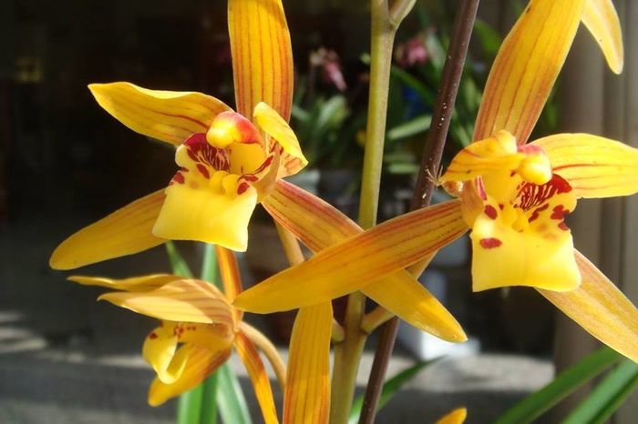 Cymbidium - Orhidee