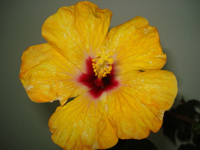 DSC04613 - HIBISCUS 2016