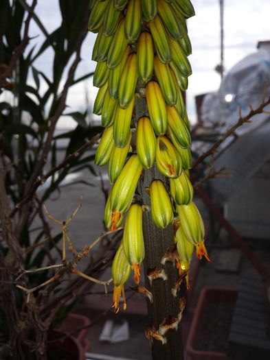 Aloe aculeata crousiana