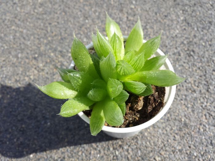 Haworthia cooperi