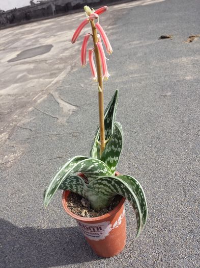 Tiger aloe (Aloe variegata)