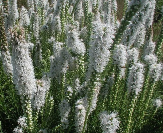 liatris-alb - PERENE - achizitii