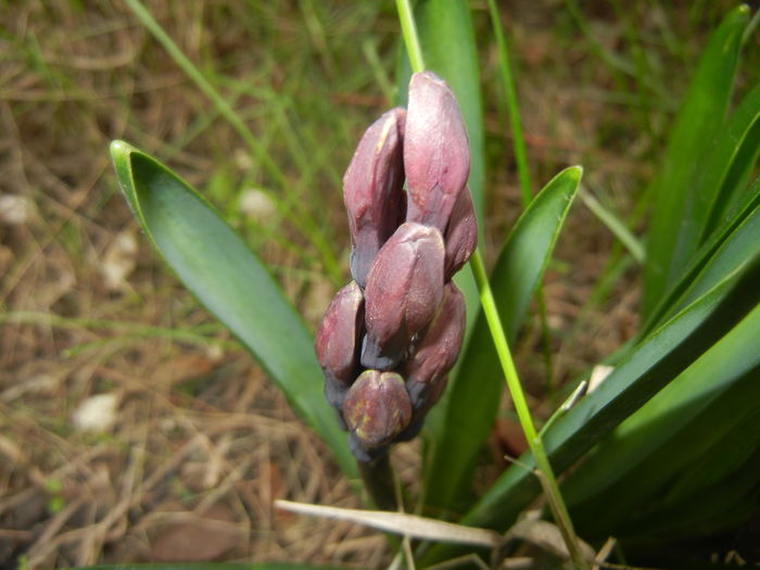 Hyacinth Amethyst (2016, March 13)