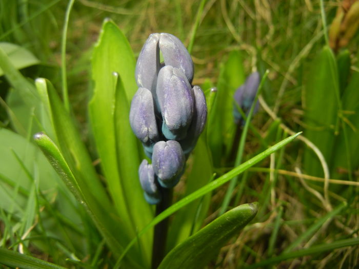 Blue hyacinth (2016, March 15) - HYACINTHUS Orientalis Simple