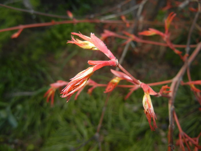 Acer palmatum Katsura (2016, March 18) - Acer palmatum Katsura