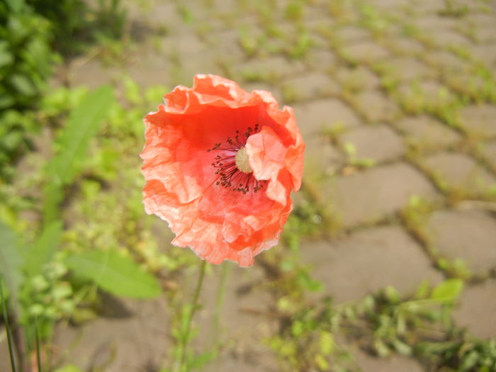 Red Poppy (2015, May 16) - MACI Poppy Papaver