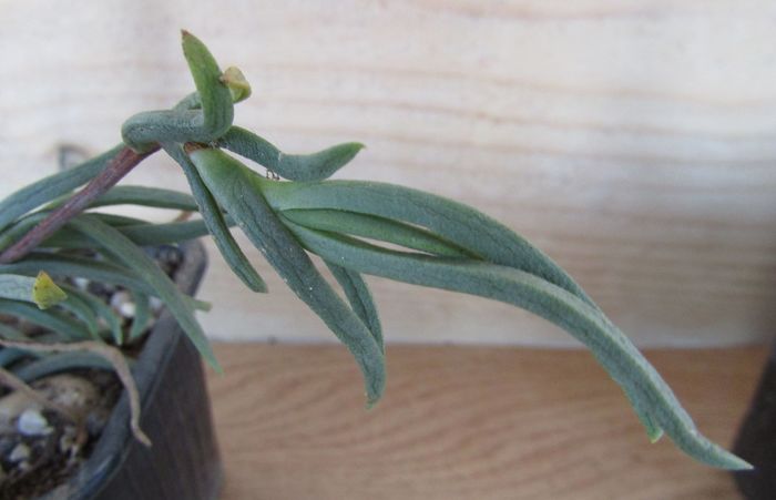 Lampranthus spectabilis - Aizoaceae