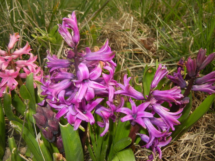 Hyacinth Purple Sensation (2016, Mar.27)