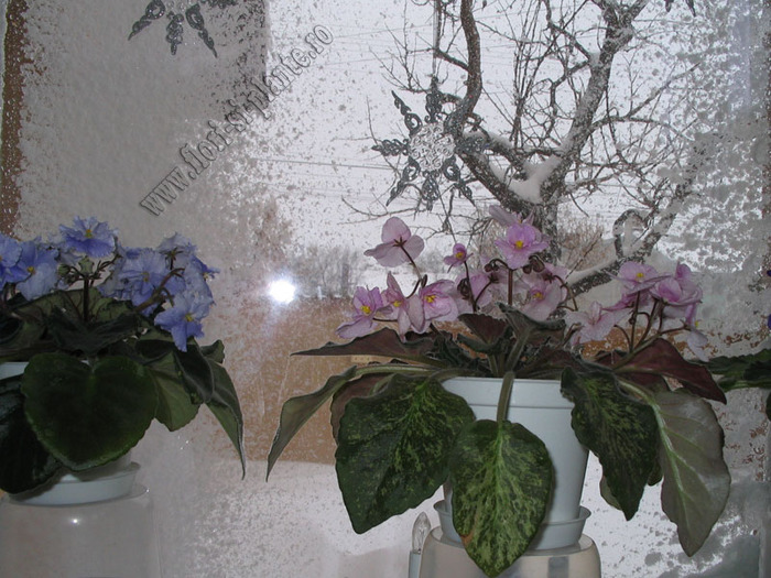 Iarna si floricele- februarie 2010