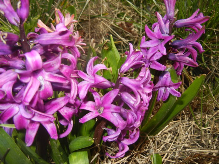 Hyacinth Purple Sensation (2016, Mar.30)