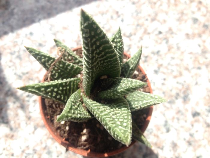 Haworthia limifolia