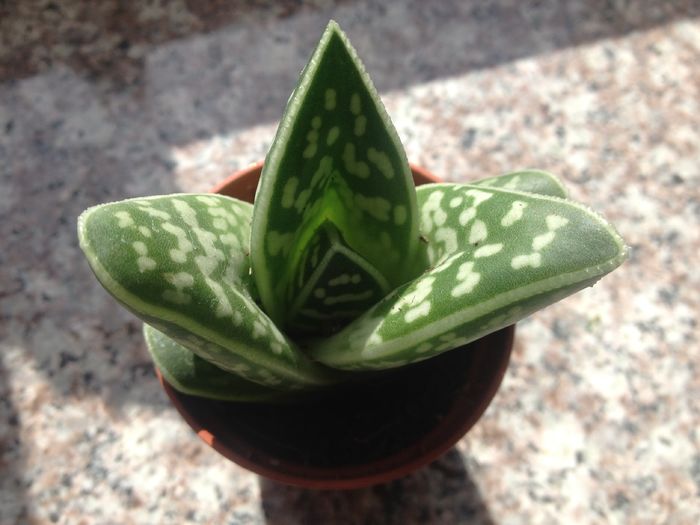 Aloe variegata tiger - Aloe