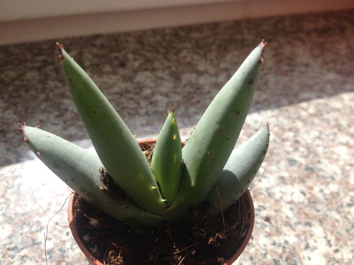 Aloe petricola