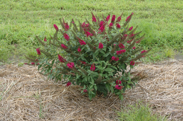 BuddlejaMiss ruby 20