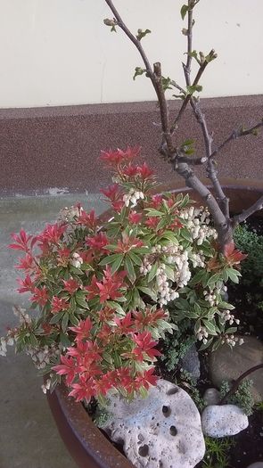 Magnolia stelata & Pieris japonica, flori