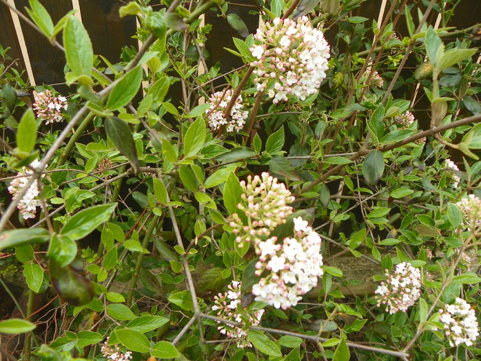 viburnum burkwoodii