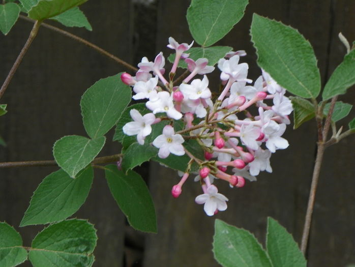 viburnum carlesii - Copacei si arbusti 2016