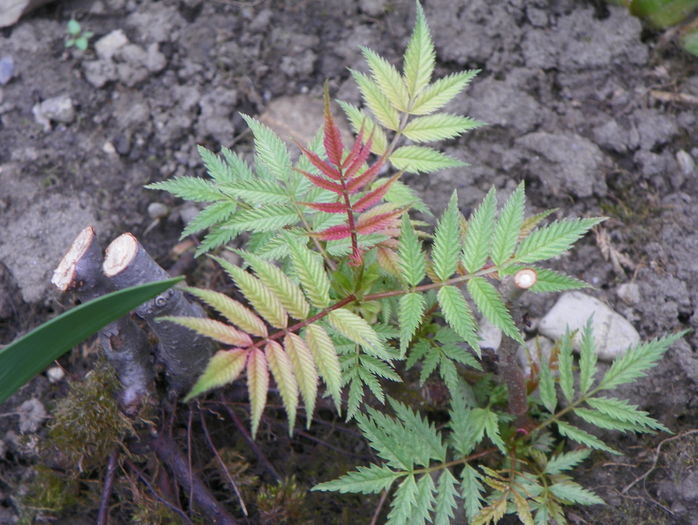 sorbaria sorbifolia Sem - Copacei si arbusti 2016