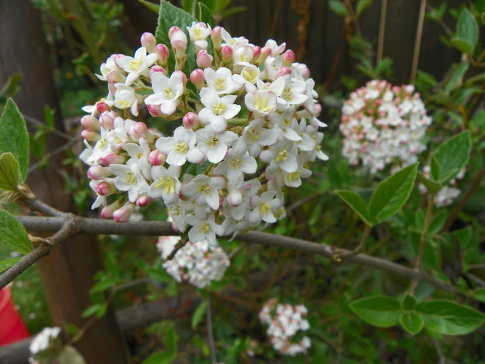 viburnum burkwoodii - Copacei si arbusti 2016