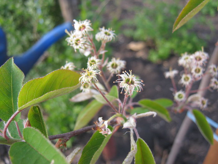 amelanchier - a-a Flori  2016