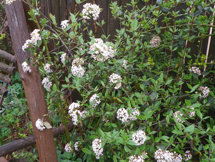 viburnum burkwoodii - Copacei si arbusti 2016