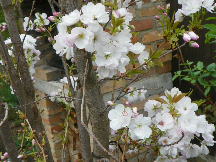 prunus Amanogawa - Copacei si arbusti 2016