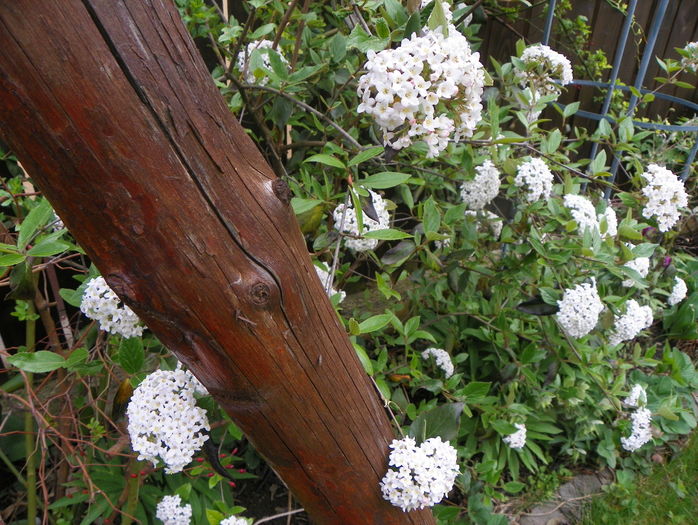 viburnum burkwoodii - Copacei si arbusti 2016