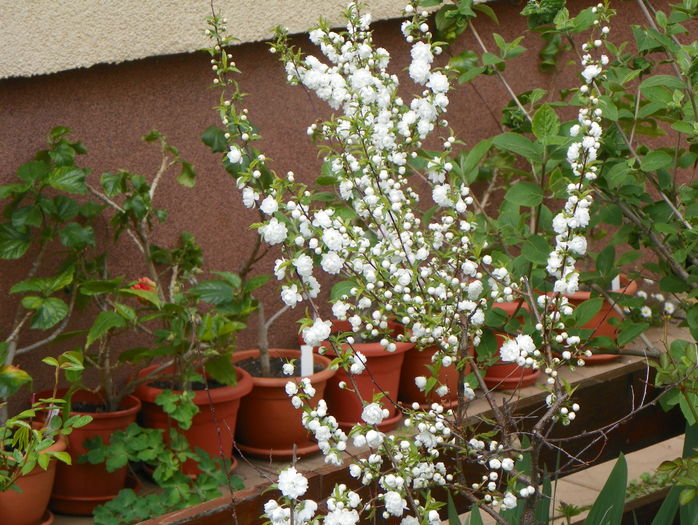 prunus gland. Alba Plena - Copacei si arbusti 2016