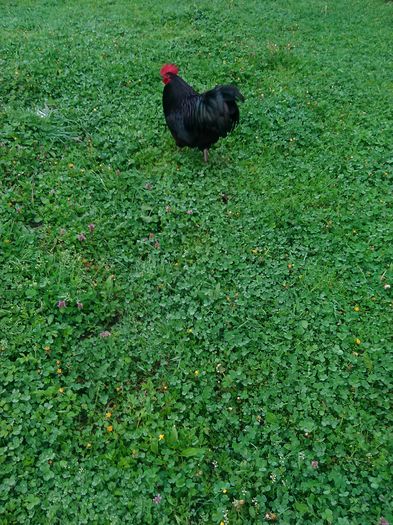 IMG_20160414_084320 - Australorp