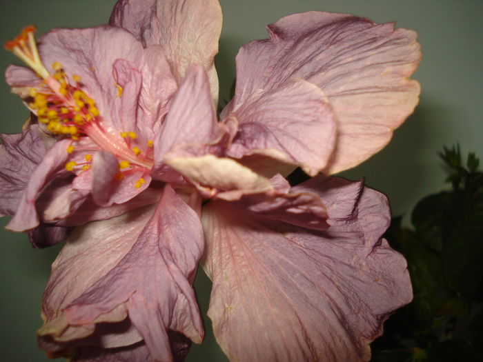 DSC05073 - Hibiscus Key West Thunderhead