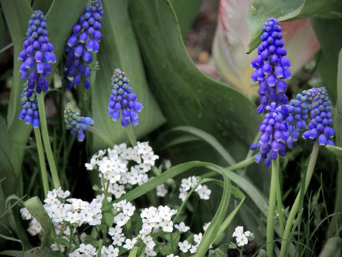 Muscari cu Myosotis alb