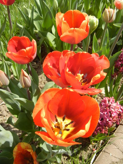 Tulipa Cairo (2015, April 16)