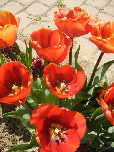 Tulipa Cairo (2015, April 17) - Tulipa Cairo