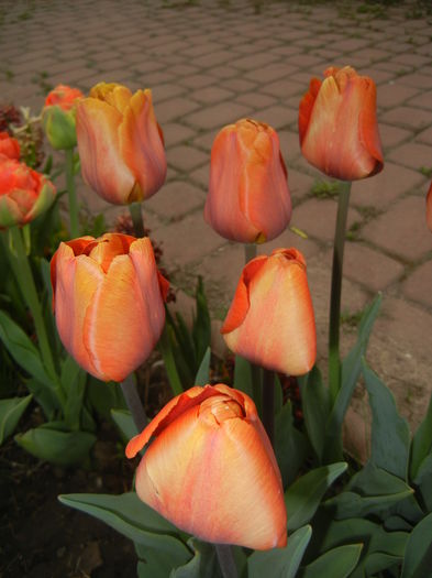 Tulipa Cairo (2015, April 20)