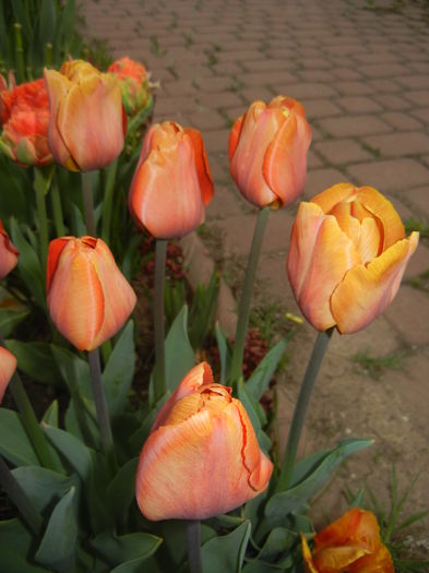 Tulipa Cairo (2015, April 20)