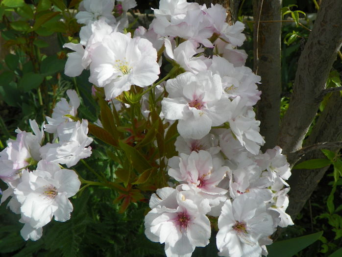 prunus Amanogawa - Copacei si arbusti 2016