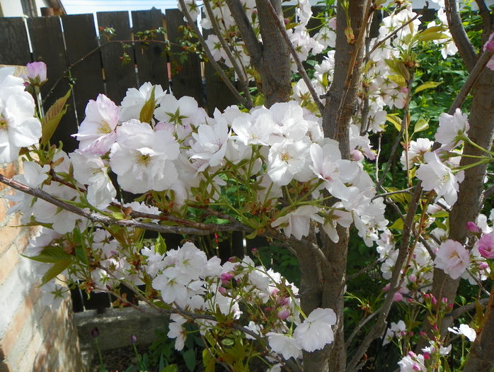 prunus Amanogawa - Copacei si arbusti 2016