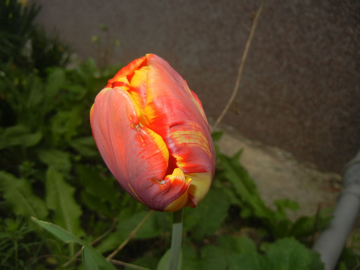 Tulipa Bright Parrot (2016, April 08)