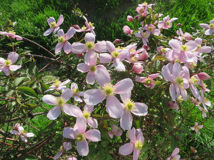 IMG_6939 - Clematita Montana Rubens 2016 gradina