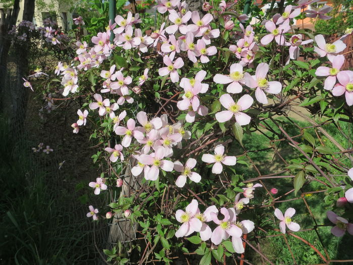 IMG_6876 - Clematita Montana Rubens 2016 gradina