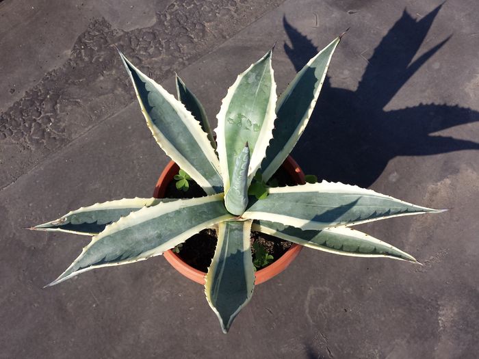 Agave opal - Agave - 2016