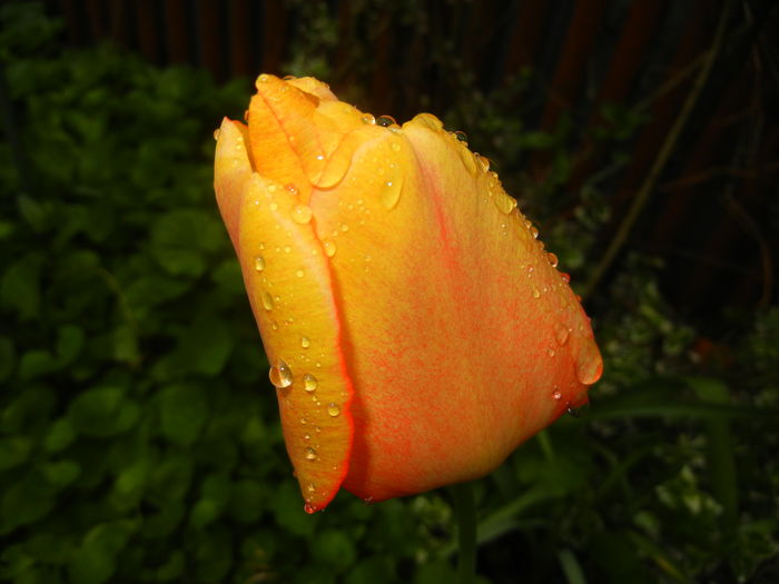 Tulipa Blushing Apeldoorn (2016, Apr.11)