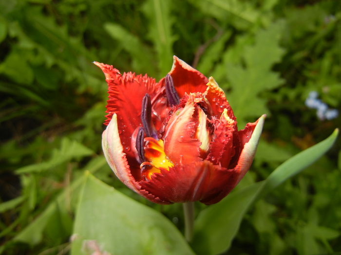 Tulipa Maroon (2016, April 12)