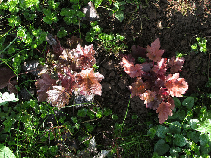 13.04.2016 Heuchera Purple Palace (stg) si Paprika (drt)