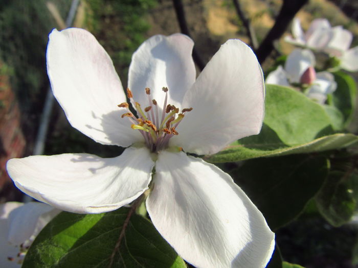 1 mai- Floare de gutui